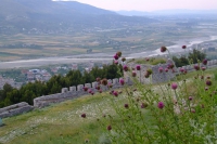 Thistle in Berat castle