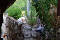 Cat in Berat city, Albania