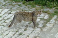 Cat in Berat