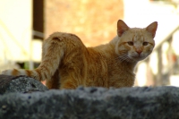 Cat in Berat city, Albania