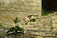 Cat in Berat, Albania