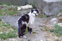 Cat in Berat