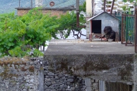 Dog in Berat city, Albania