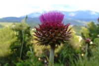 Thistle in Berat