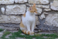 Cat in Berat Castle