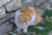 Cat in Berat Castle