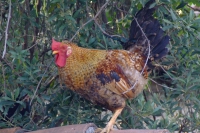 Rooster in Berat Castle