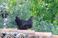 Chicken in Berat Castle