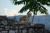 Cat in Berat castle, Albania