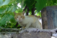 Cat in Berat city, Albania