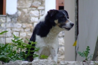 Dog in Berat city, Albania