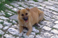 Dog in Berat city