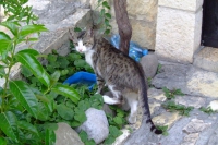 Cat in Berat city