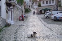 Dog on street of Berat city, Albania