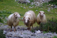 DSCF8572