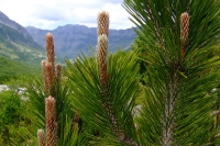 DSCF8701