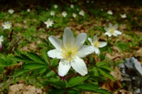 DSCF8738