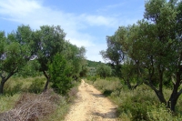DSCF1010