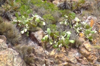 Cabo de Gata-Nijar Natural Park