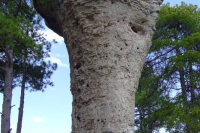Ciudad Encantada, Spain
