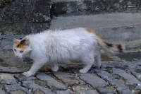 Cat in Gjirokaster