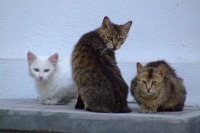 Cats in Gjirokaster