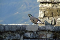 Pigeon in Gjirokastër Castle