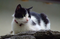Cat in Gjirokastër