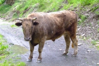 DSCF2841