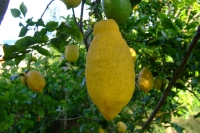 Lemon on tree, Albania