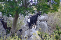 Goats on the rocks, Albania