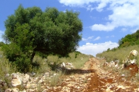 Country road, Albania