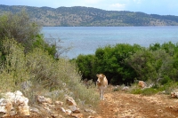 Cow on road, Albania