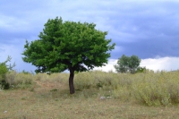Tree. Albania