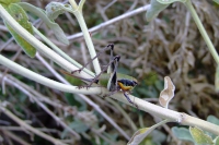 Locust near Ksamil, Albania