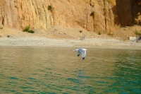 Seagull, Albania