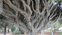 Tree near Mdina