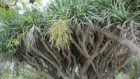 Tree near Mdina