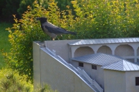 DSCF4821