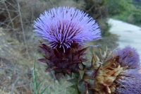 IMG_20160628_213232_1CS