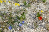 Flowers on Tendra Spit