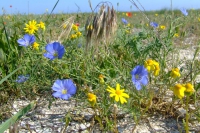 Flowers on Tendra Spit