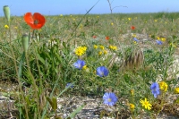 Flowers on Tendra Spit