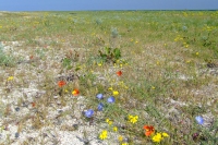 Flowers on Tendra Spit