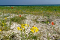 Flowers on Tendra Spit
