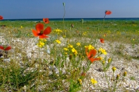 Flowers on Tendra Spit