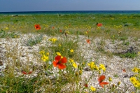 Flowers on Tendra Spit