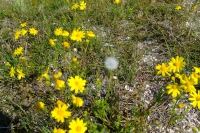 Flowers on Tendra Spit