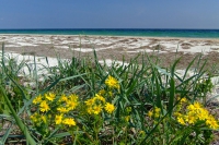 Flowers on Tendra Spit