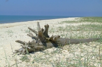 Snag on Tendra Spit